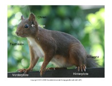 Eichhörnchen-Körperbau.pdf
